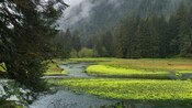 Un río que pasa a través de un bosque con neblina en Alaska, rodeado de montañas cubiertas de árboles