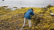 A man exploring a mossy coastline
