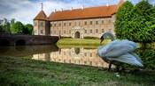 Un cisne cerca de un castillo renacentista de dos pisos rodeado de un foso