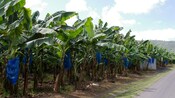 A lush banana plantation in Saint Lucia 