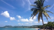 A palm tree along a beach in Castries, Saint Lucia