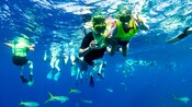 People snorkeling at Shipwreck Cove in Saint Thomas, United States Virgin Islands