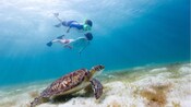 Dos niños con equipo de esnórquel nadan cerca de una tortuga marina