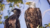 A juvenile and an adult bald eagle