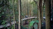A family walking across a boardwalk in the lush forest of Blue Mountains National Park