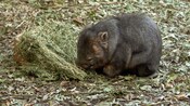 A wombat at Featherdale Wildlife Park in Sydney, Australia