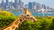A giraffe in front of trees and the Sydney skyline