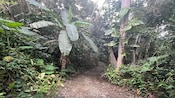 Lush vegetation in a forest in Tortola, British Virgin Islands