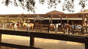 Six horses in a pen near a sign that says ‘Tri Circle D Ranch Trail Rides’