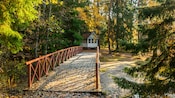A boardwalk leading through a thick forest