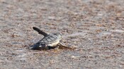 A baby sea turtle moves across the sand