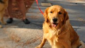 A golden retriever on a leash in a parking lot