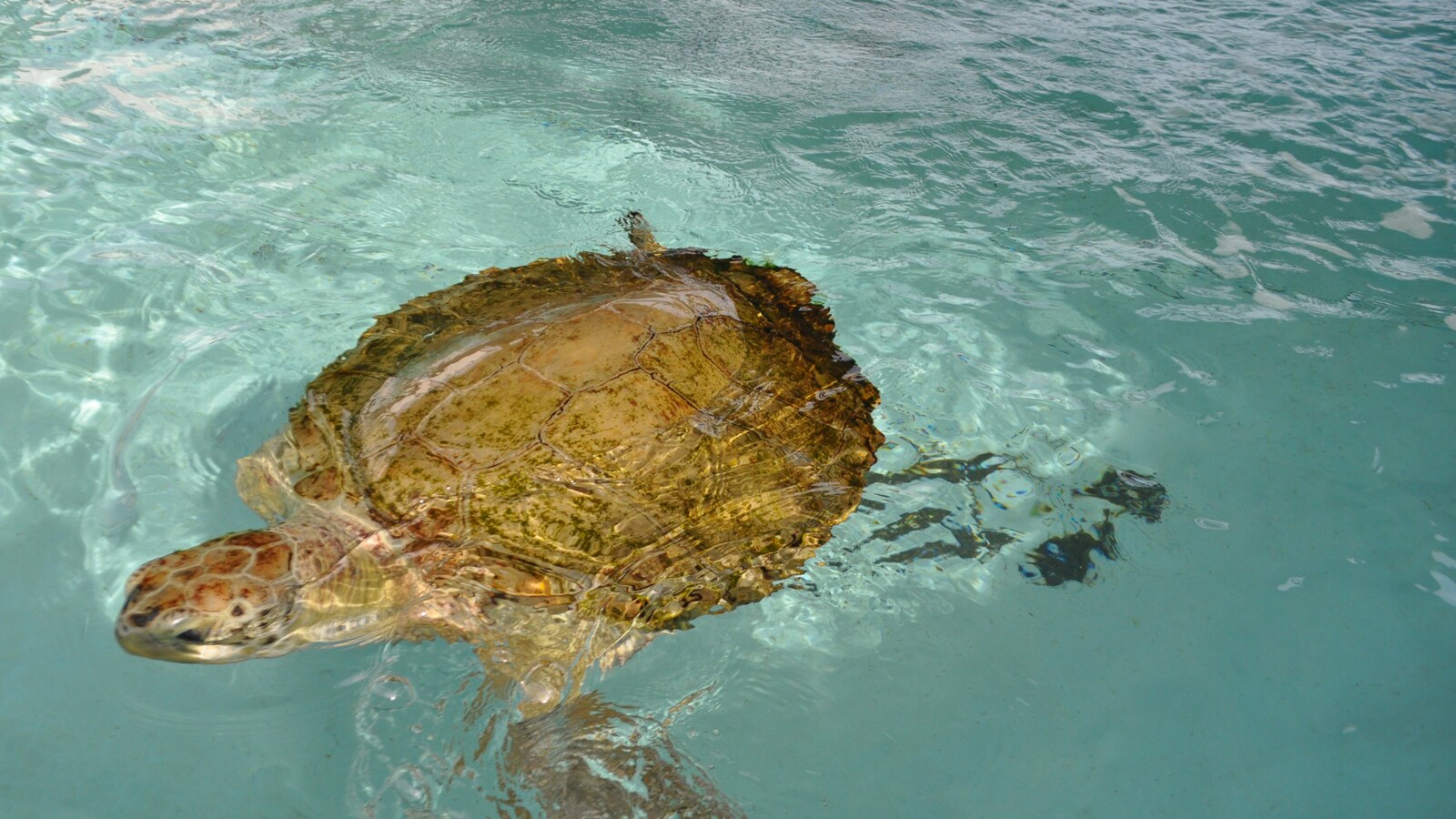 Bermuda Aquarium Museum & Zoo Behind the Scenes Tour Disney Cruise Line