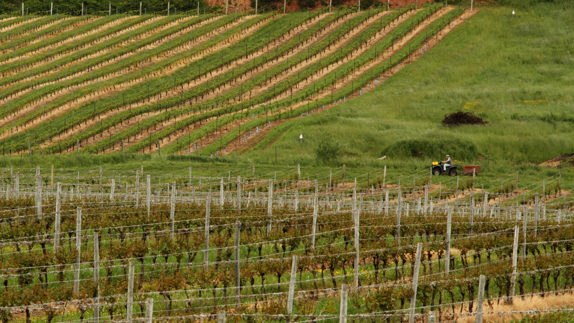 Bay of Fundy Winery Tour Disney Cruise Line