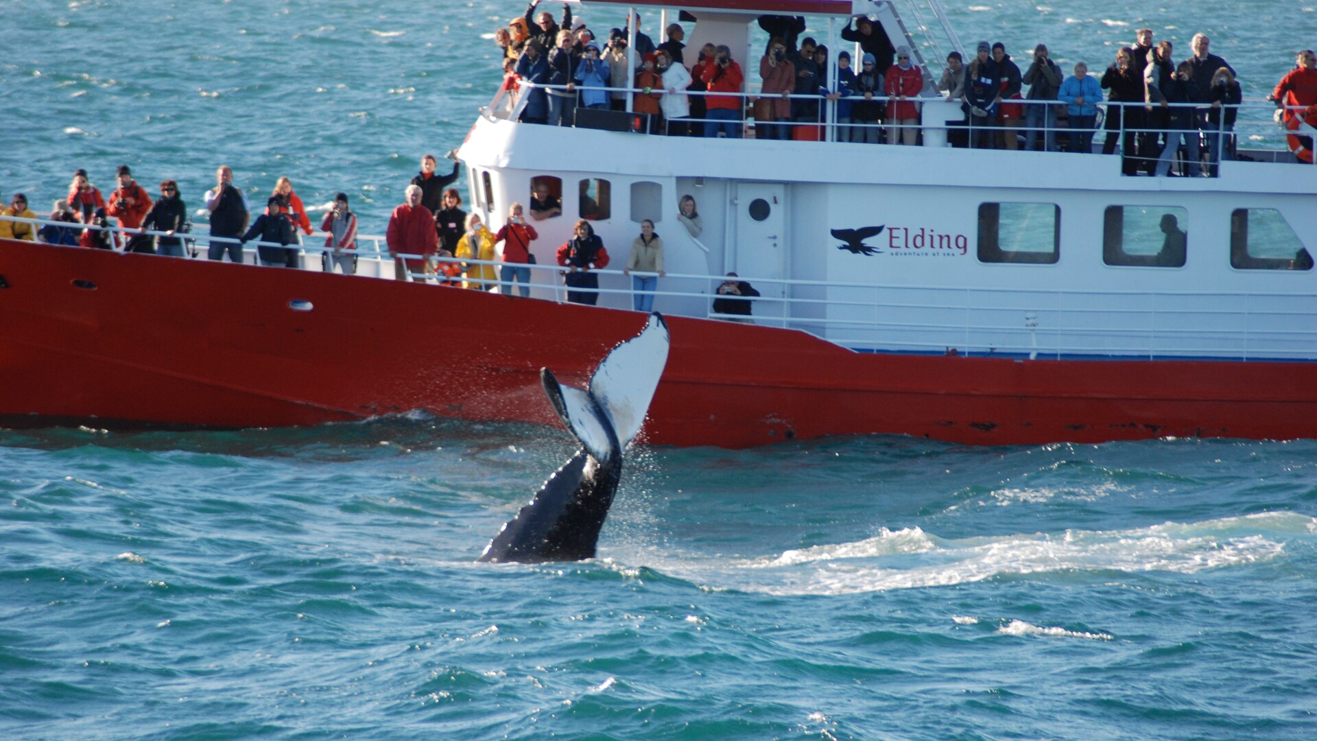 Whale Watching in Iceland Excursion | Disney Cruise Line