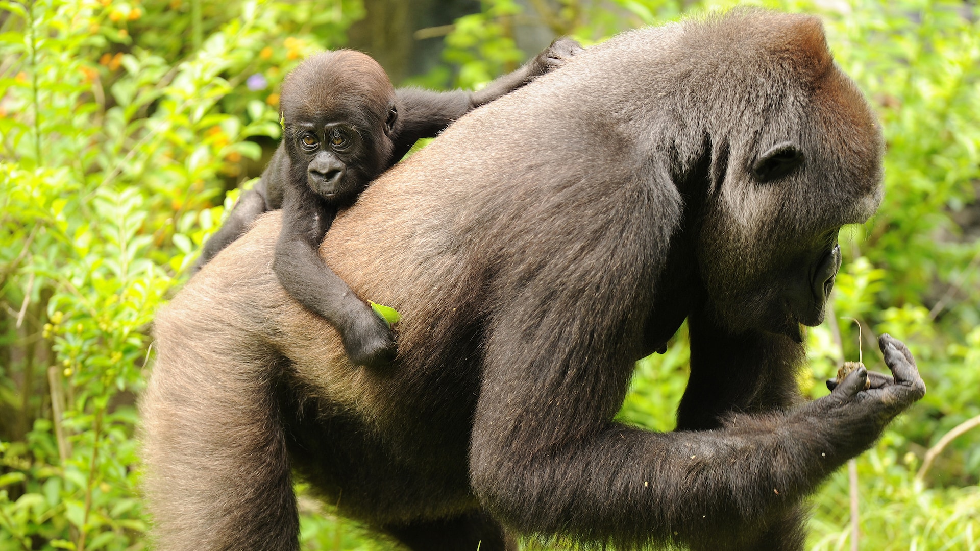 Resultado de imagem para gorilas na Ãfrica Central e Oriental