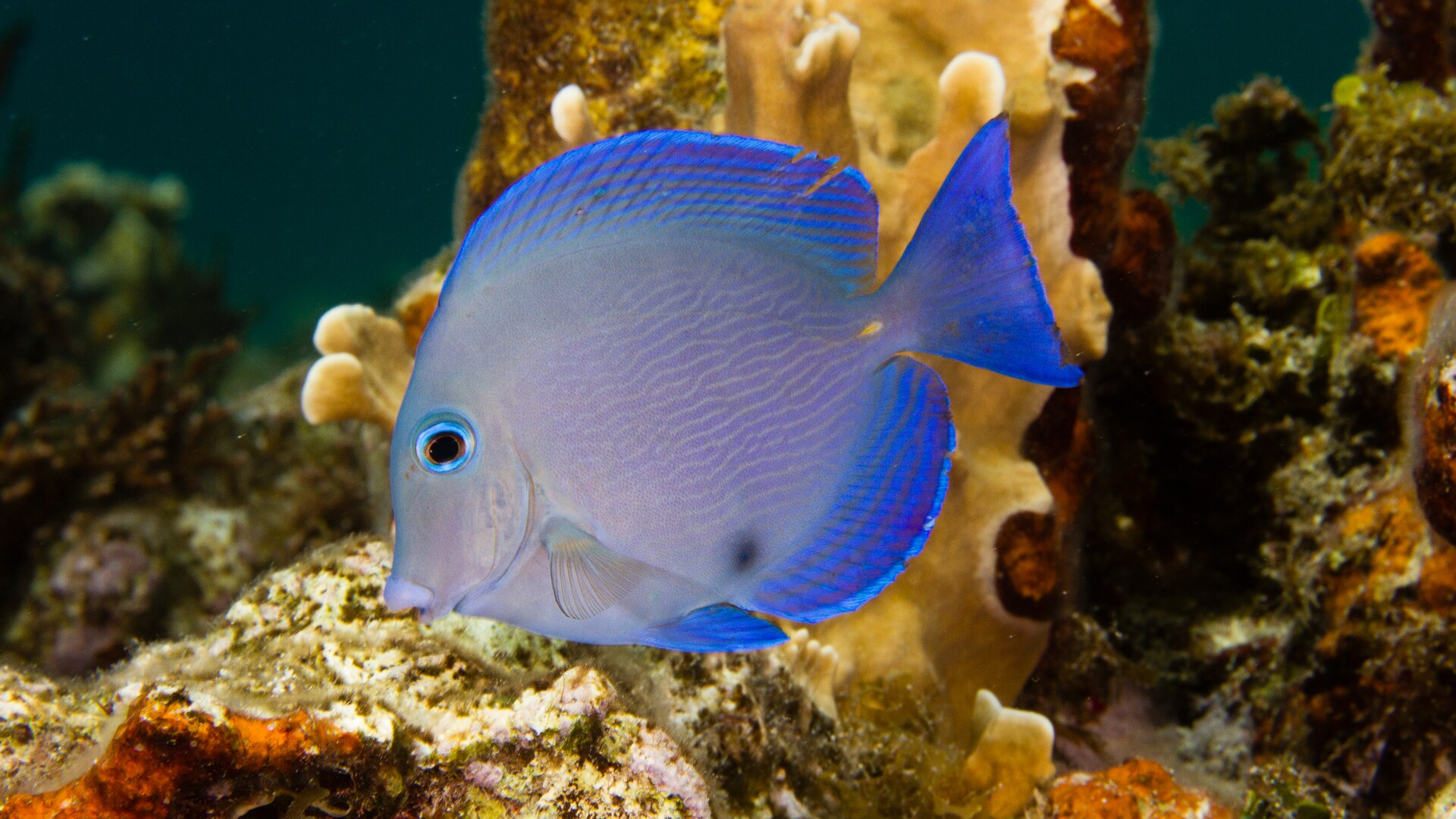 Reef Fish Disney Animals Walt Disney World Resort