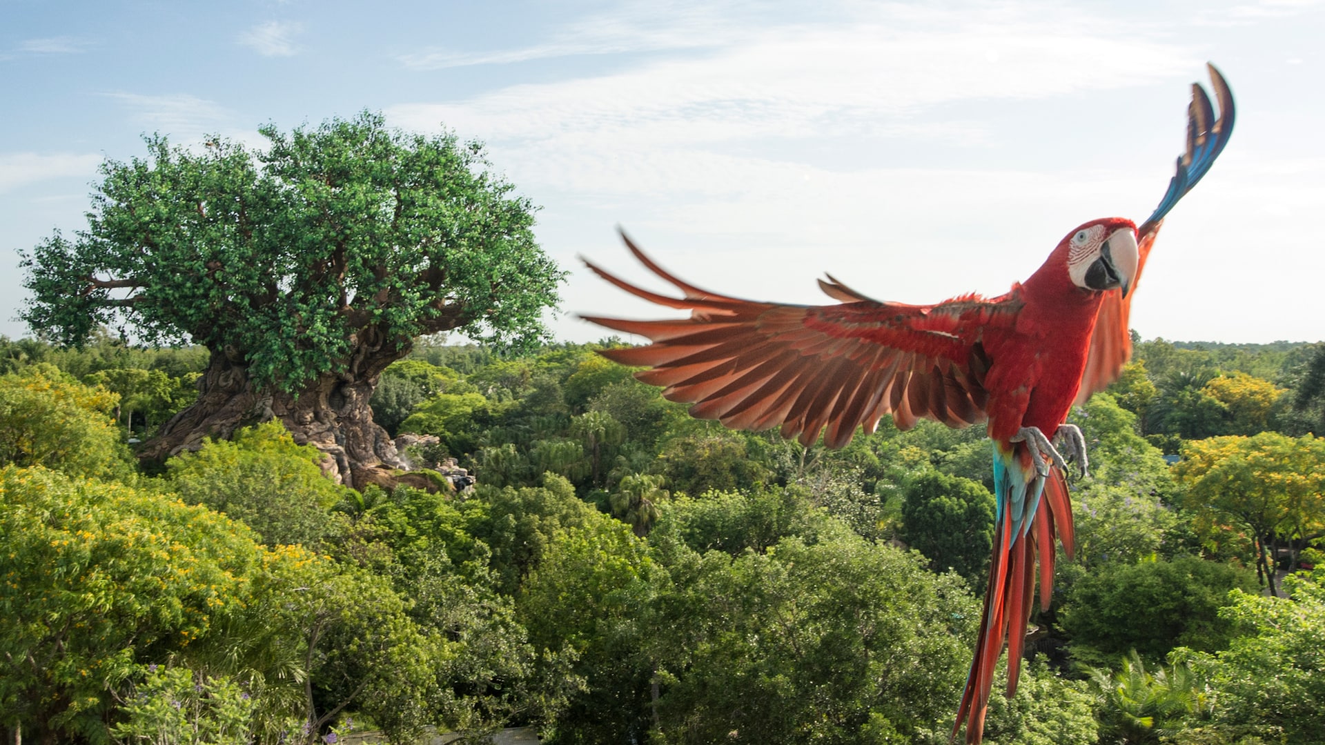A macaw slows to land and, in the background, the Tree of Life