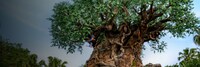 Artist’s rendering of Tree of Life with birds