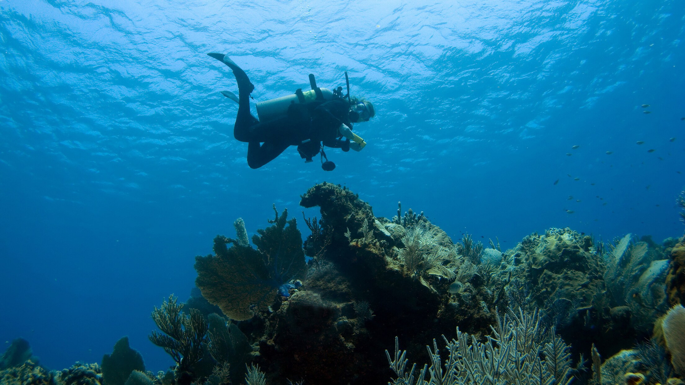 TwoTank Dive Adventure Cabo San Lucas, Mexico Port Adventures