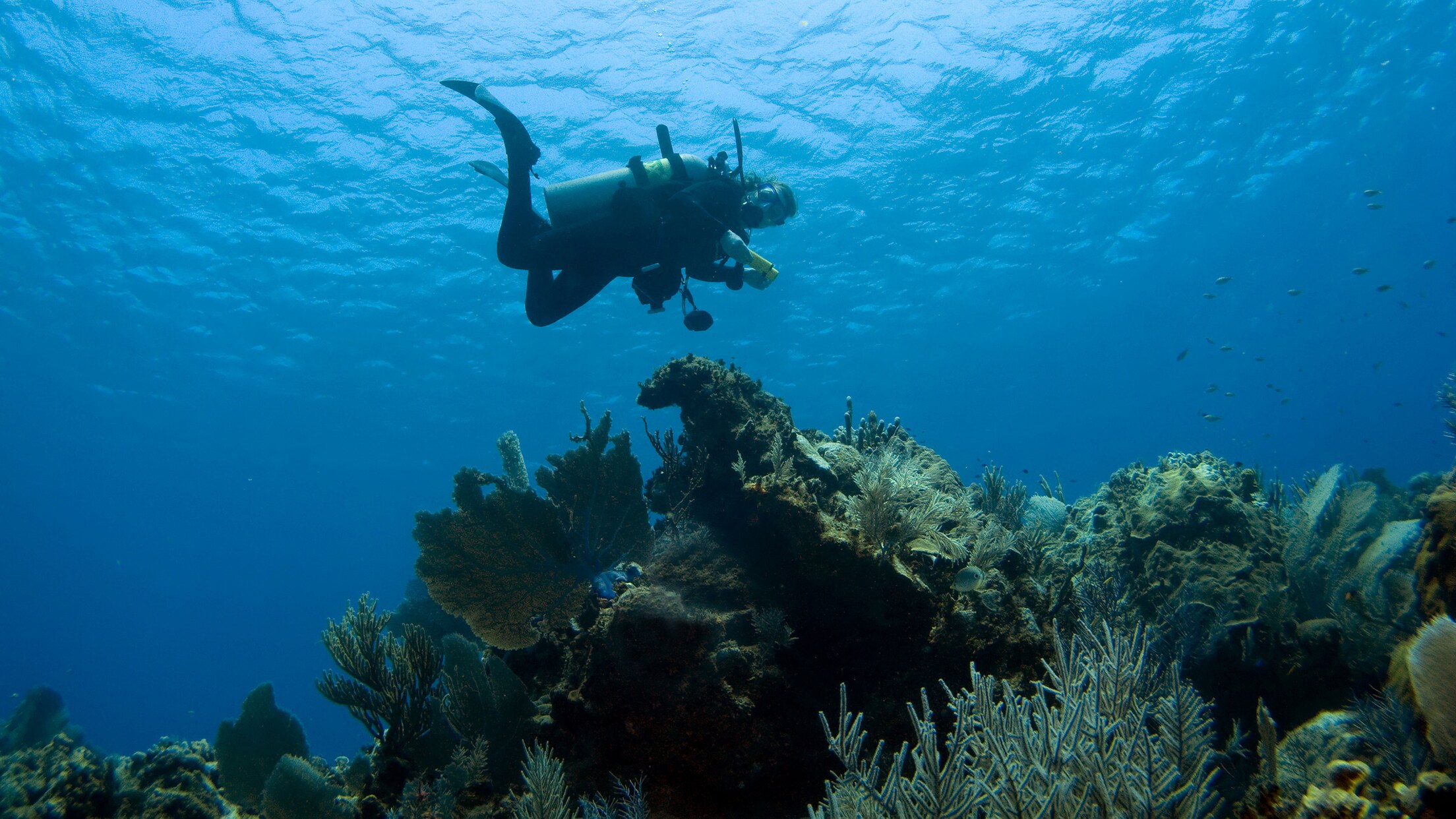Beginner Scuba Trip in Cabo | Disney Cruise Line