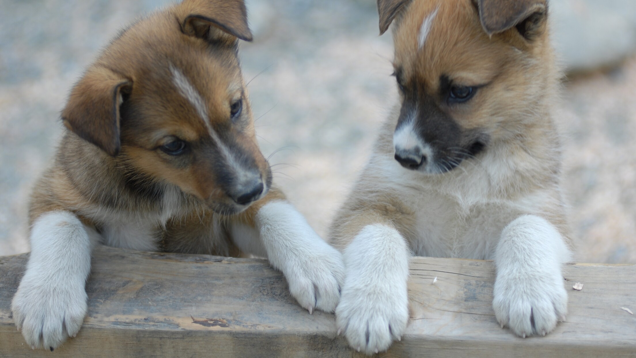 Alaskan Dog Sled Summer Camp Tour from Juneau Disney Cruise Line