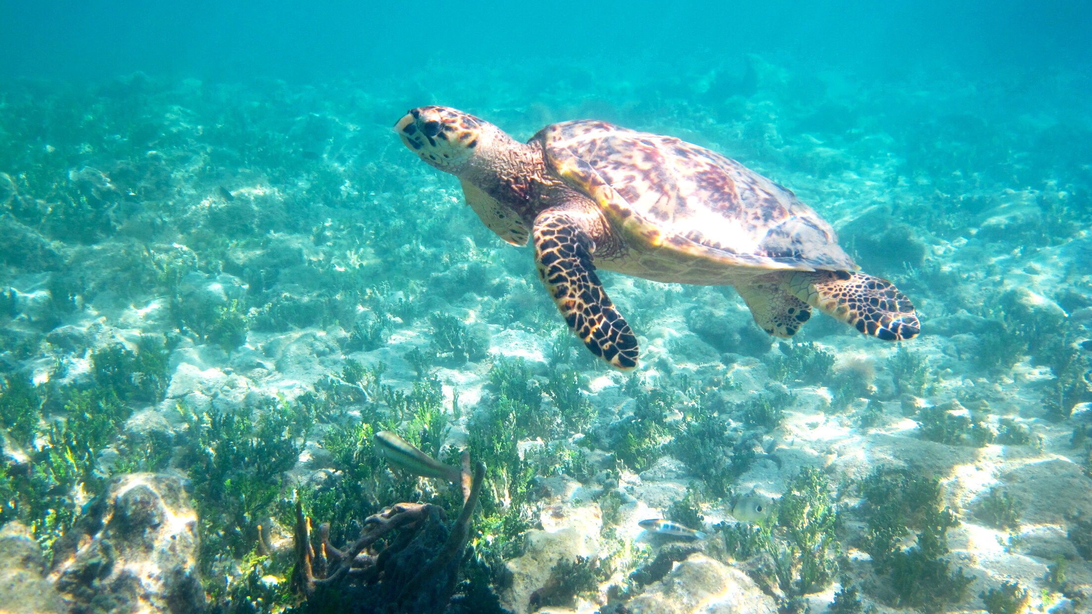 St. John Trunk Bay Beach & Snorkel Tour Disney Cruise Line