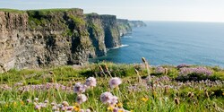 Flowers bloom among the grass on a top of seaside cliffs