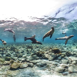 A herd of seals playfully swimming underwater A herd of seals playfully swimming underwater