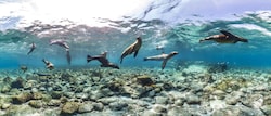 A herd of seals playfully swimming underwater