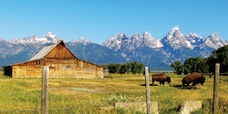 Bison graze in a field next to a wooden barn surrounded by mountain peaks Bison graze in a field next to a wooden barn surrounded by mountain peaks