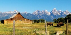 Bison graze in a field next to a wooden barn surrounded by mountain peaks