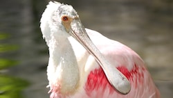Um pássaro colhereiro com cores chamativas roseadas repousa em uma rocha na água