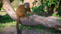 A collared brown lemur sitting on a tree trunk  