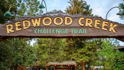 A large wooden sign that reads ‘Redwood Creek Challenge Trail”, with redwoods and pine trees behind it