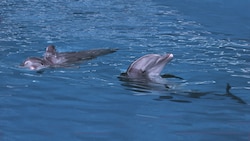 Close view of 2 dolphins playing in the blue ocean water