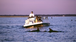 Close view of 2 dolphins playing in the blue ocean water
