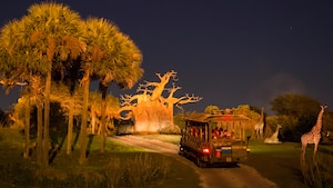 The evening sky reigning high above Kilimanjaro Safaris as Guests enjoy a tour taking place at night