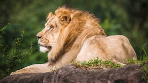 Un león africano descansa sobre una roca con césped durante un safari en el Parque Temático Disney’s Animal Kingdom