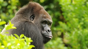 Un gorila occidental de Gorilla Falls Expedition Trail en el Parque Temático Disney’s Animal Kingdom