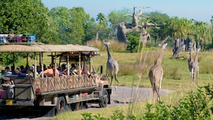 Un vehículo del safari se acerca a una manada de jirafas en un safari abierto en el Parque Temático Disney’s Animal Kingdom