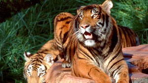 disney s animal kingdom