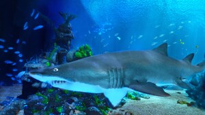 Un enorme tiburón nadando en un hábitat submarino, que se puede ver desde el Coral Reef Restaurant, en Epcot