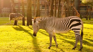 A zebra, ostrich and 2 giraffes grazing on the savannah of Disney’s Animal Kingdom Lodge