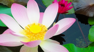 Close-up of a water lily located in a China Pavilion pond at Epcot