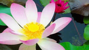 Close-up of a water lily located in a China Pavilion pond at Epcot
