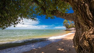 Um carvalho maduro perto das águas de uma praia preservada