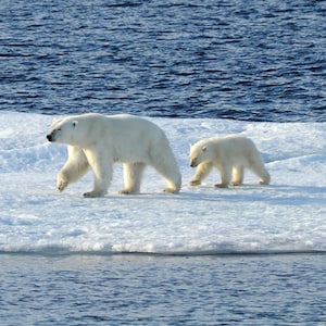 Two polar bears walk along an ice floe in the ocean