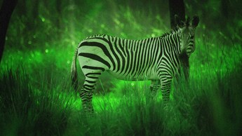 A zebra illuminated by night vision goggles during Disney’s Animal Kingdom Night Safari excursion