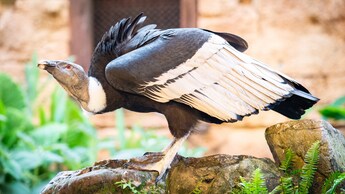 A vulture stares to the sky at Disney's Animal Kingdom Theme Park